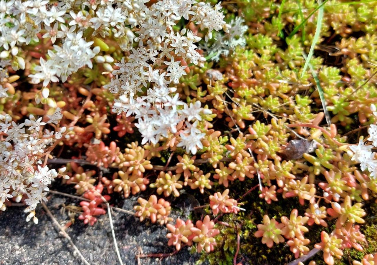 Гостьовий будинок Flora Dekor Gaestgard Алінґсос Екстер'єр фото